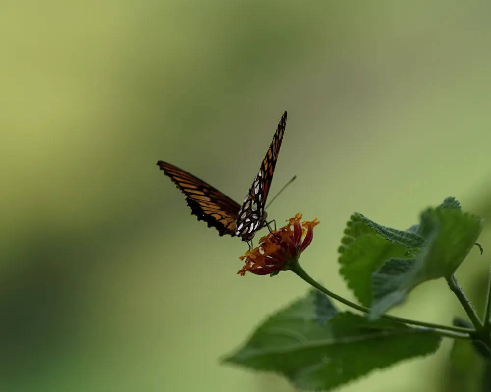Butterfly in Cocora