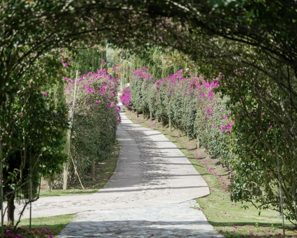 Image of a trail in Cocora