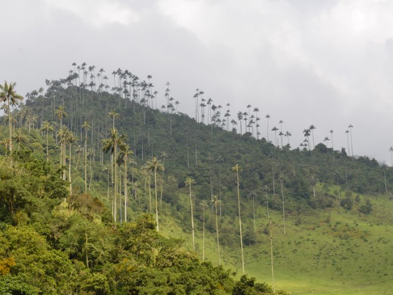 Valle de Cocora: Palmas de Cera, Aventura y Paisajes Mágicos en Quindío